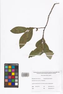 Salix abscondita Laksch., Siberia, Chukotka & Kamchatka (S7) (Russia)
