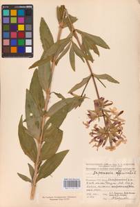 Saponaria officinalis L., Eastern Europe, Moldova (E13a) (Moldova)