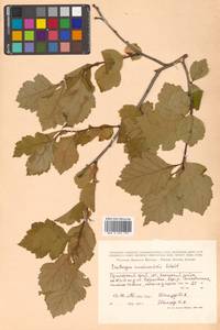 Crataegus maximowiczii C. K. Schneid., Siberia, Russian Far East (S6) (Russia)