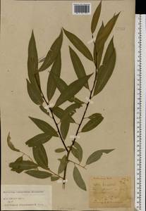 Salix × rubens Schrank, Eastern Europe, Central forest-and-steppe region (E6) (Russia)