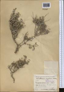 Helianthemum songaricum Schrenk, Middle Asia, Pamir & Pamiro-Alai (M2) (Uzbekistan)