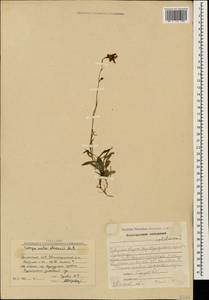 Campanula stevenii M.Bieb., Caucasus, Armenia (K5) (Armenia)