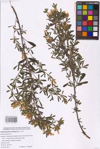 Chamaecytisus austriacus (L.) Link, Eastern Europe, Central forest-and-steppe region (E6) (Russia)