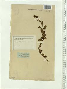 Ribes diacanthum Pall., Siberia (no precise locality) (S0) (Russia)