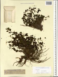 Parietaria judaica L., Caucasus, Dagestan (K2) (Russia)