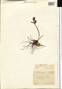 Lagotis glauca subsp. minor (Willd.) Hultén, Siberia, Chukotka & Kamchatka (S7) (Russia)