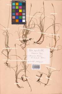 Carex rupestris All., Eastern Europe, Eastern region (E10) (Russia)