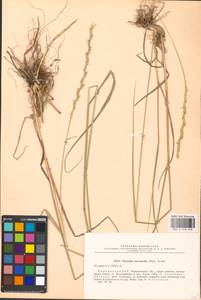 Thinopyrum intermedium (Host) Barkworth & D.R.Dewey, Eastern Europe, North Ukrainian region (E11) (Ukraine)