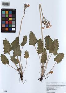 Primula cortusoides L., Siberia, Altai & Sayany Mountains (S2) (Russia)