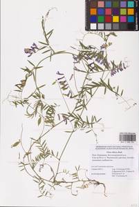 Vicia villosa Roth, Eastern Europe, Lower Volga region (E9) (Russia)