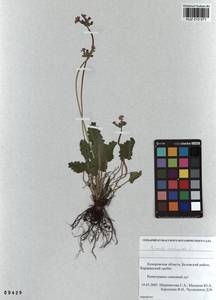 Primula cortusoides L., Siberia, Altai & Sayany Mountains (S2) (Russia)