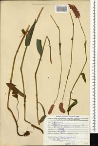 Bistorta carnea (K. Koch) Kom., Caucasus, Georgia (K4) (Georgia)