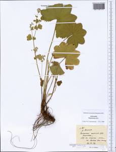 Alchemilla altaica Juz., Eastern Europe, Eastern region (E10) (Russia)