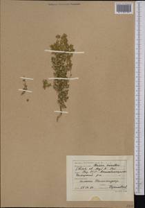 Bassia eriophora (Steph. ex M. Bieb.) Kuntze, Middle Asia, Caspian Ustyurt & Northern Aralia (M8) (Kazakhstan)