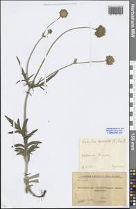 Knautia arvensis (L.) Coult., Eastern Europe, Moscow region (E4a) (Russia)