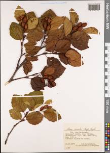 Alnus alnobetula subsp. sinuata (Regel) Raus, America (AMER) (United States)