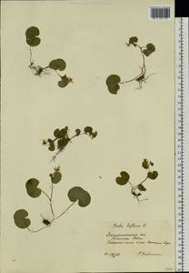 Viola biflora L., Eastern Europe, West Ukrainian region (E13) (Ukraine)