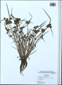 Cyperus fuscus L., Eastern Europe, Central region (E4) (Russia)