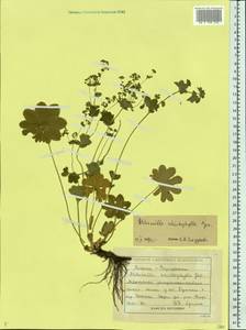 Alchemilla schistophylla Juz., Eastern Europe, Volga-Kama region (E7) (Russia)