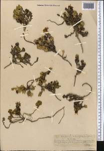 Allardia tridactylites (Kar. & Kir.) Sch. Bip., Middle Asia, Northern & Central Tian Shan (M4) (Kazakhstan)