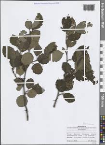 Alnus incana (L.) Moench, Eastern Europe, Middle Volga region (E8) (Russia)
