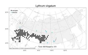 Lythrum virgatum L., Atlas of the Russian Flora (FLORUS) (Russia)