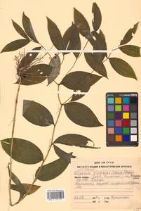 Disporum viridescens (Maxim.) Nakai, Siberia, Russian Far East (S6) (Russia)