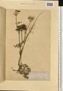 Anethum graveolens L., Eastern Europe, Moscow region (E4a) (Russia)