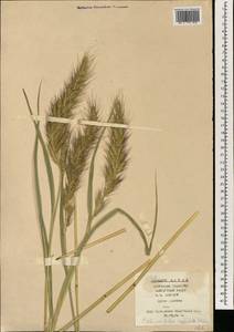 Echinochloa oryzoides (Ard.) Fritsch, South Asia, South Asia (Asia outside ex-Soviet states and Mongolia) (ASIA) (China)
