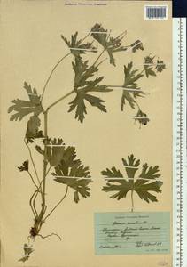 Geranium erianthum DC., Siberia, Russian Far East (S6) (Russia)