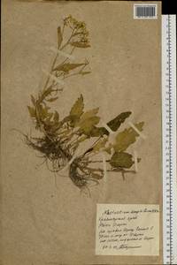 Rorippa amphibia (L.) Besser, Siberia, Central Siberia (S3) (Russia)