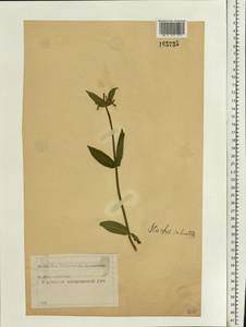 Stachys palustris L., Eastern Europe, Moscow region (E4a) (Russia)