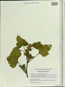 Xanthium strumarium L., Eastern Europe, Eastern region (E10) (Russia)