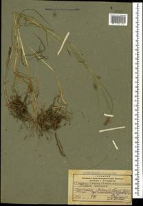 Hordeum brevisubulatum (Trin.) Link, Caucasus, Dagestan (K2) (Russia)