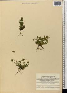 Gentianella biebersteinii (Bunge) Holub, Caucasus, Stavropol Krai, Karachay-Cherkessia & Kabardino-Balkaria (K1b) (Russia)