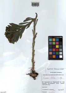 KUZ 001 533, Euphorbia pilosa L., Siberia, Altai & Sayany Mountains (S2) (Russia)