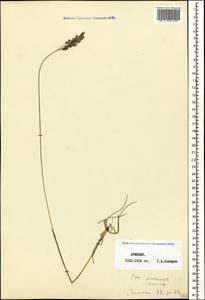 Poa pratensis L., Caucasus, Armenia (K5) (Armenia)