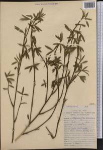 Stylosanthes guianensis (Aubl.)Sw., America (AMER) (Peru)