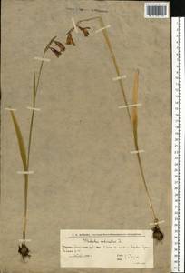 Gladiolus imbricatus L., Eastern Europe, Lower Volga region (E9) (Russia)
