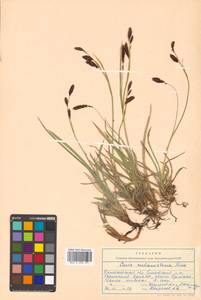 Carex microchaeta subsp. nesophila (Holm) D.F.Murray, Siberia, Chukotka & Kamchatka (S7) (Russia)