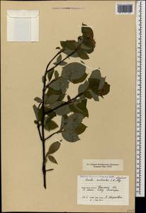 Cornus sanguinea subsp. australis (C.A.Mey.) Jáv., Caucasus, North Ossetia, Ingushetia & Chechnya (K1c) (Russia)