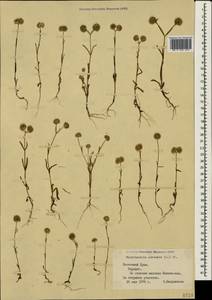 Valerianella coronata (L.) DC., Crimea (KRYM) (Russia)