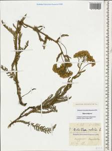 Achillea millefolium L., Caucasus, Stavropol Krai, Karachay-Cherkessia & Kabardino-Balkaria (K1b) (Russia)