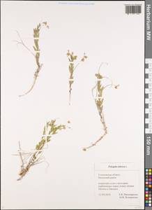 Polygala sibirica L., Eastern Europe, Middle Volga region (E8) (Russia)