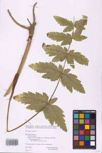 Pastinaca sativa L., Eastern Europe, Western region (E3) (Russia)