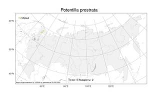 Potentilla ×prostrata Rottb., Atlas of the Russian Flora (FLORUS) (Russia)