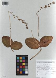 Neottia ovata (L.) Bluff & Fingerh., Siberia, Altai & Sayany Mountains (S2) (Russia)