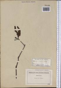 Alnus incana subsp. rugosa (Du Roi) R.T.Clausen, America (AMER) (Not classified)