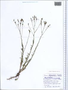 Linum tenuifolium L., Caucasus, Black Sea Shore (from Novorossiysk to Adler) (K3) (Russia)
