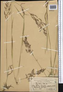 Agrostis, Middle Asia, Western Tian Shan & Karatau (M3) (Kazakhstan)